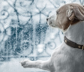 Perro mirando por la ventana en un día de lluvia